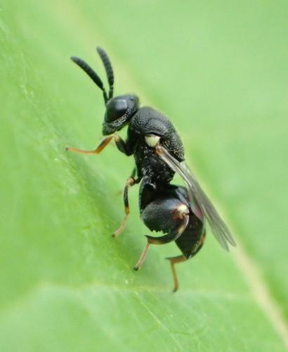 Brachymeria walkeri